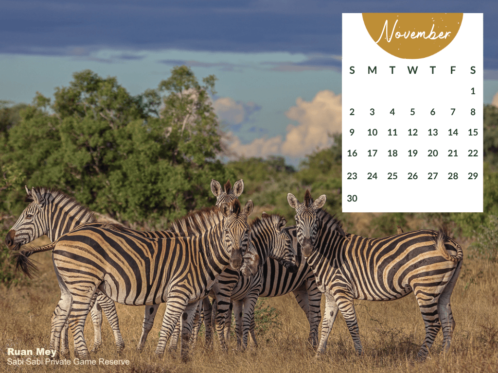 Sabi Sabi   Desktop Calendar   November 2025