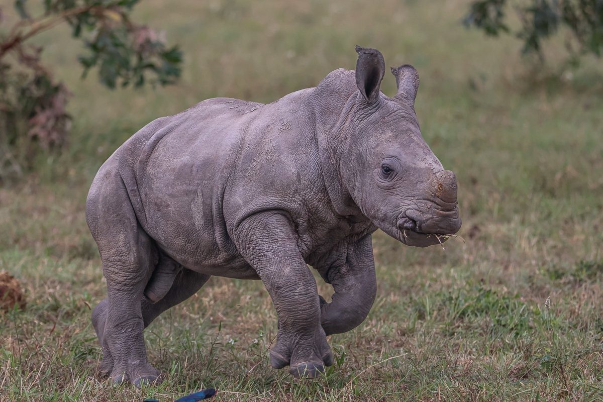 A lively rhino calf