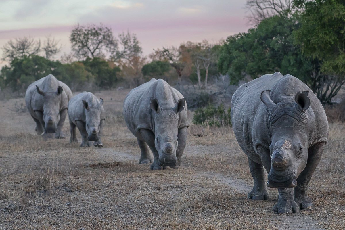 A crash of rhinos all in a row