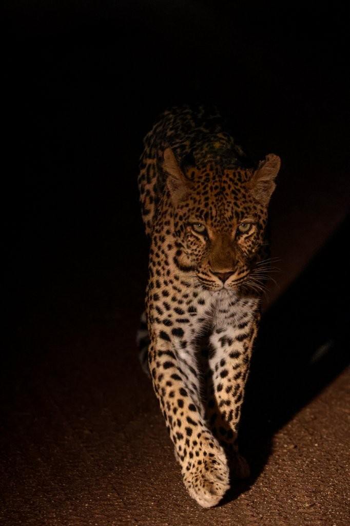 Golonyi, a female leopard, walks through the veld at night.