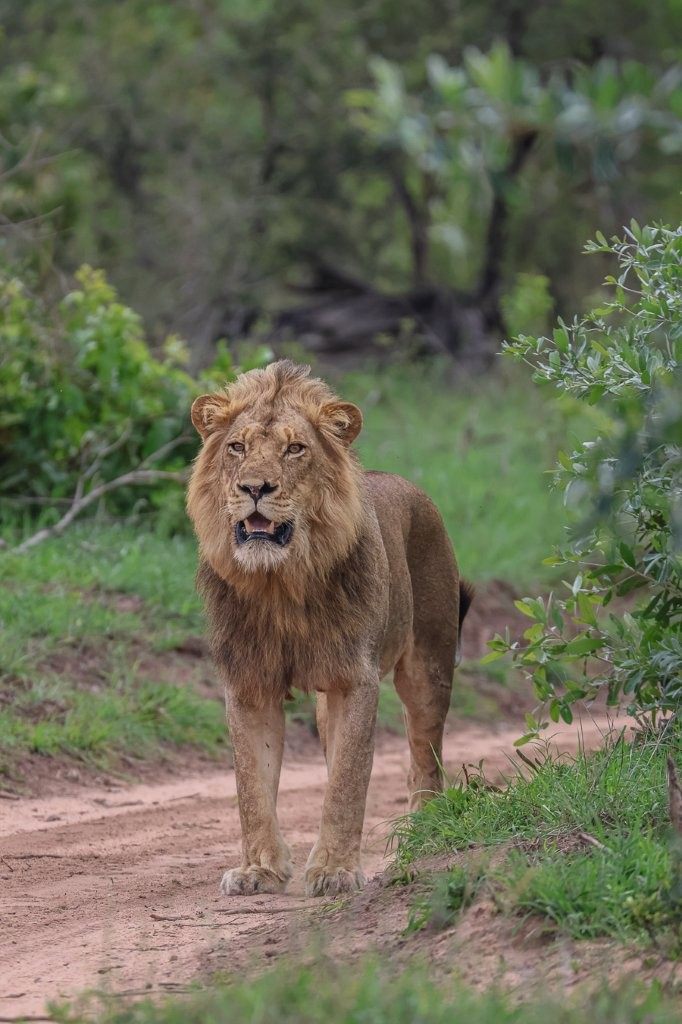 Sabi Sabi Ruan Mey Male Lion