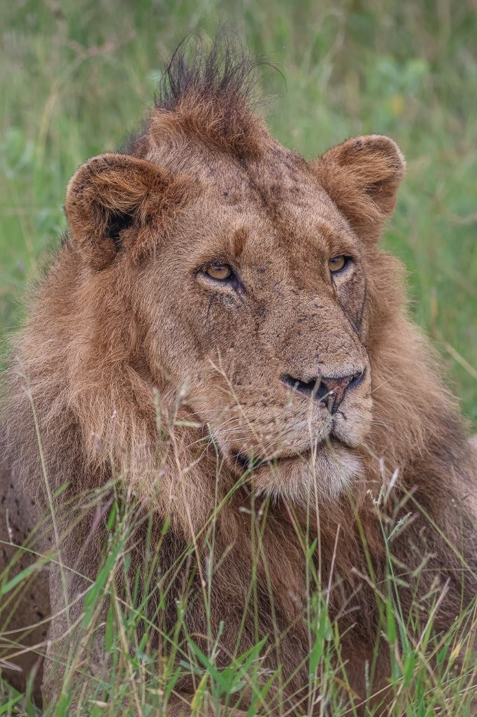 Sabi Sabi Ruan Mey Male Lion