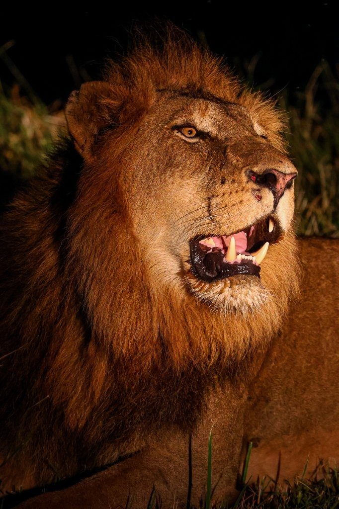 Sabi Sabi Ruan Mey Male Lion Contact Call