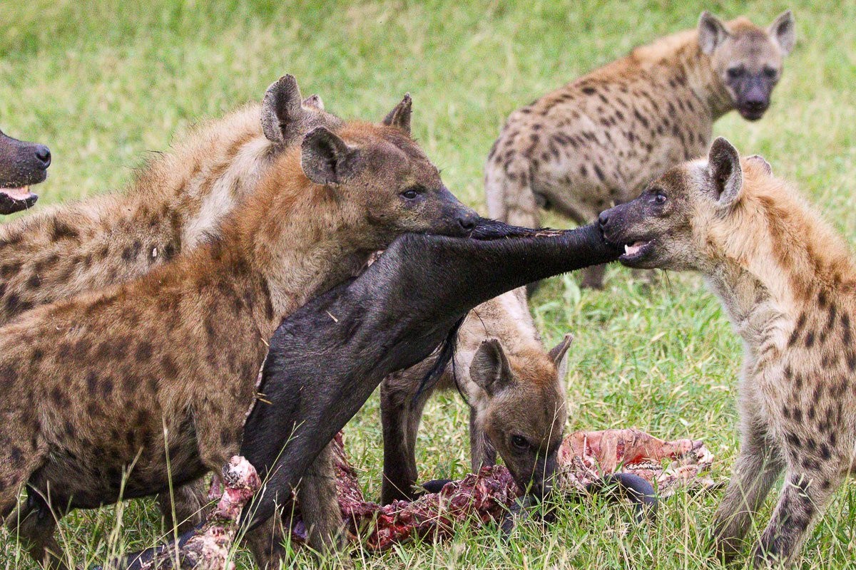 A pride of lions fighting with a clan of hyenas over what was left of a wildebeest that they killed the night before