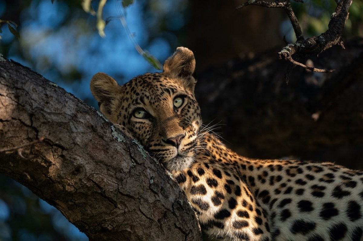 Female leopard Golonyi lying asleep in a tree branch.