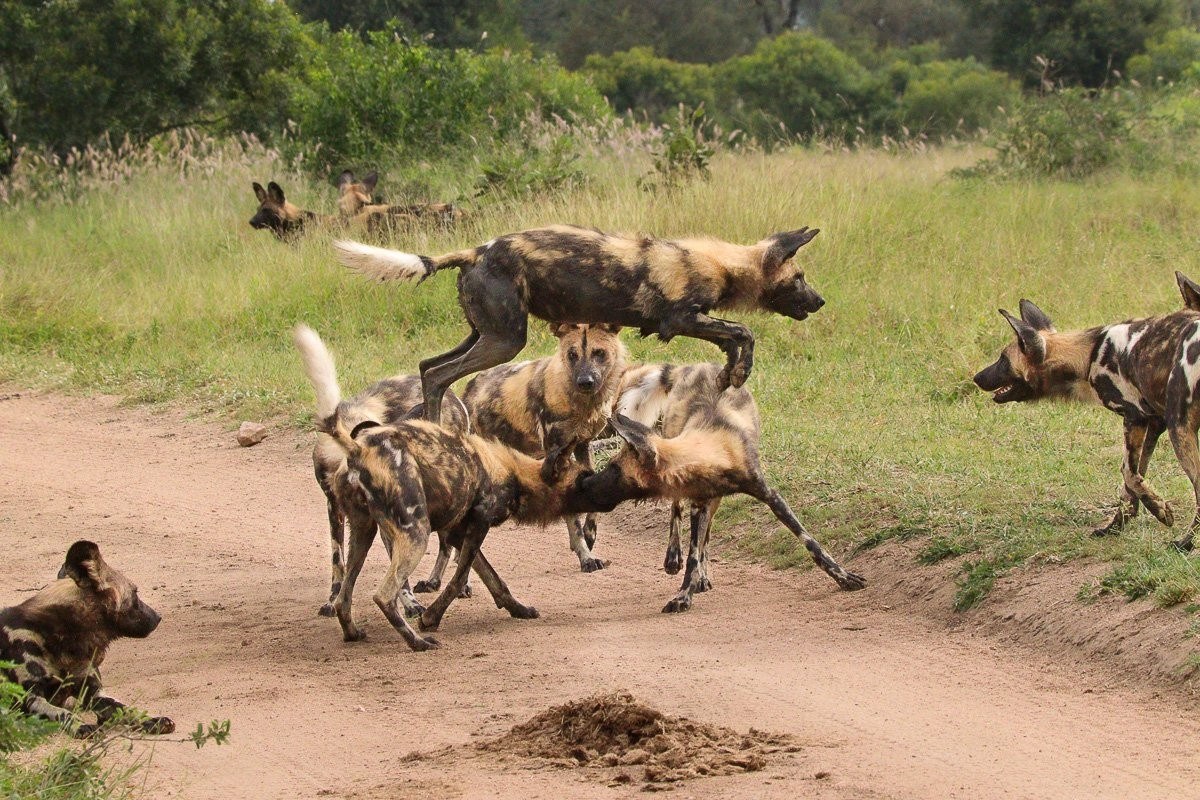 Sabi Sabi Jana Du Plessis Wild Dogs Hunting Energy Playful 