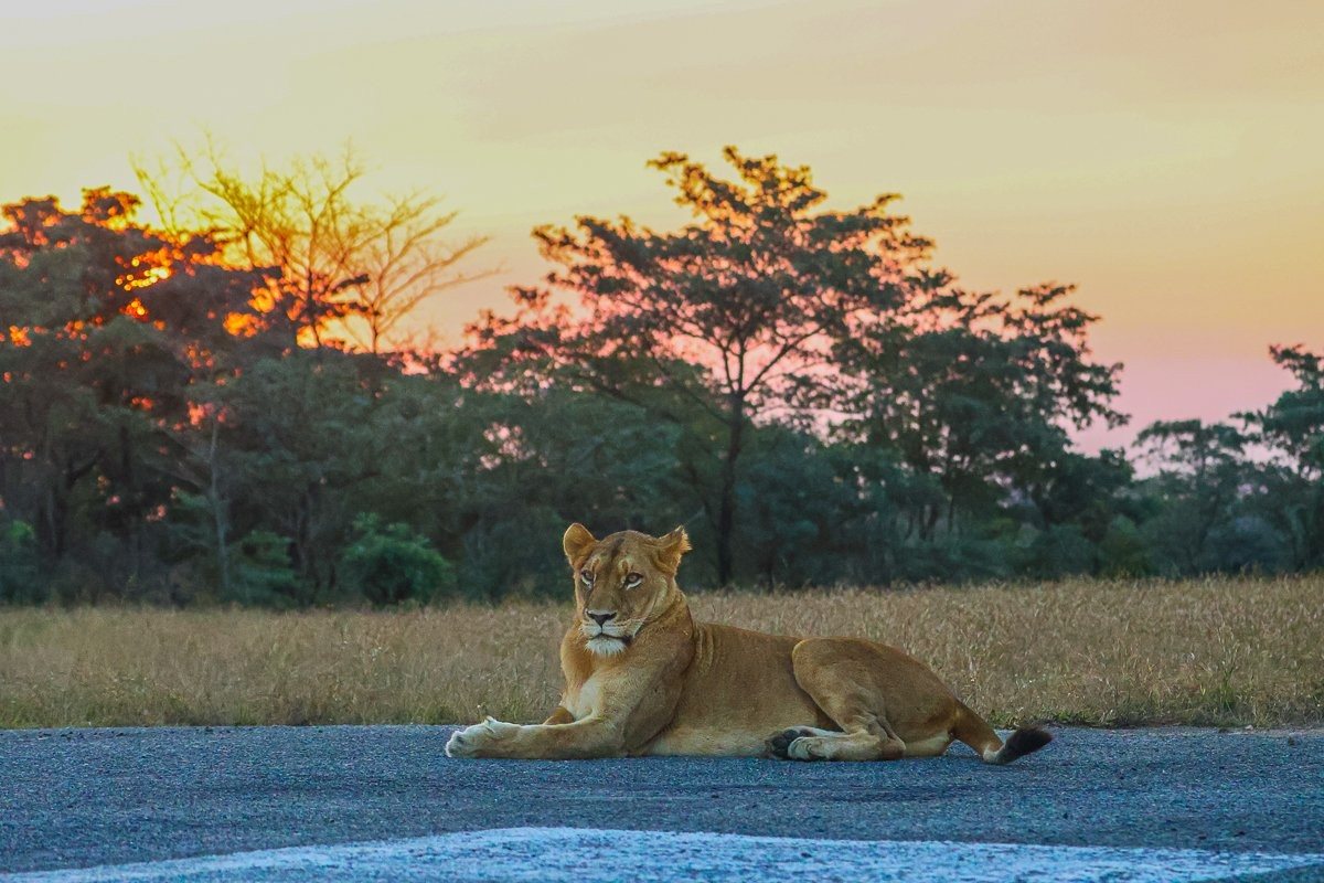 Southern Pride lionesses on the private airstrip.