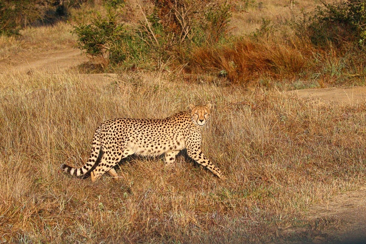 A coalition of cheetahs strides through open habitat while searching for territory and potential mates.