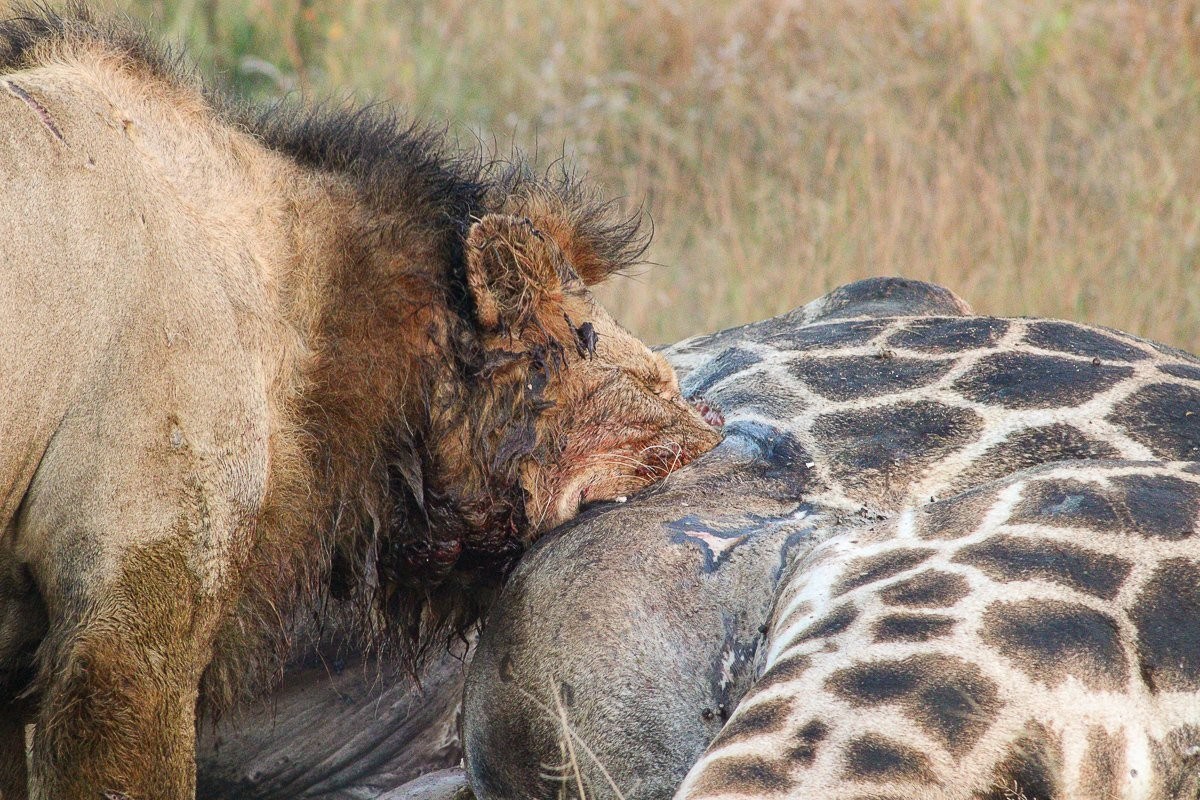 N’waswishaka male lion feeds on a giraffe carcass after a successful nighttime hunt.