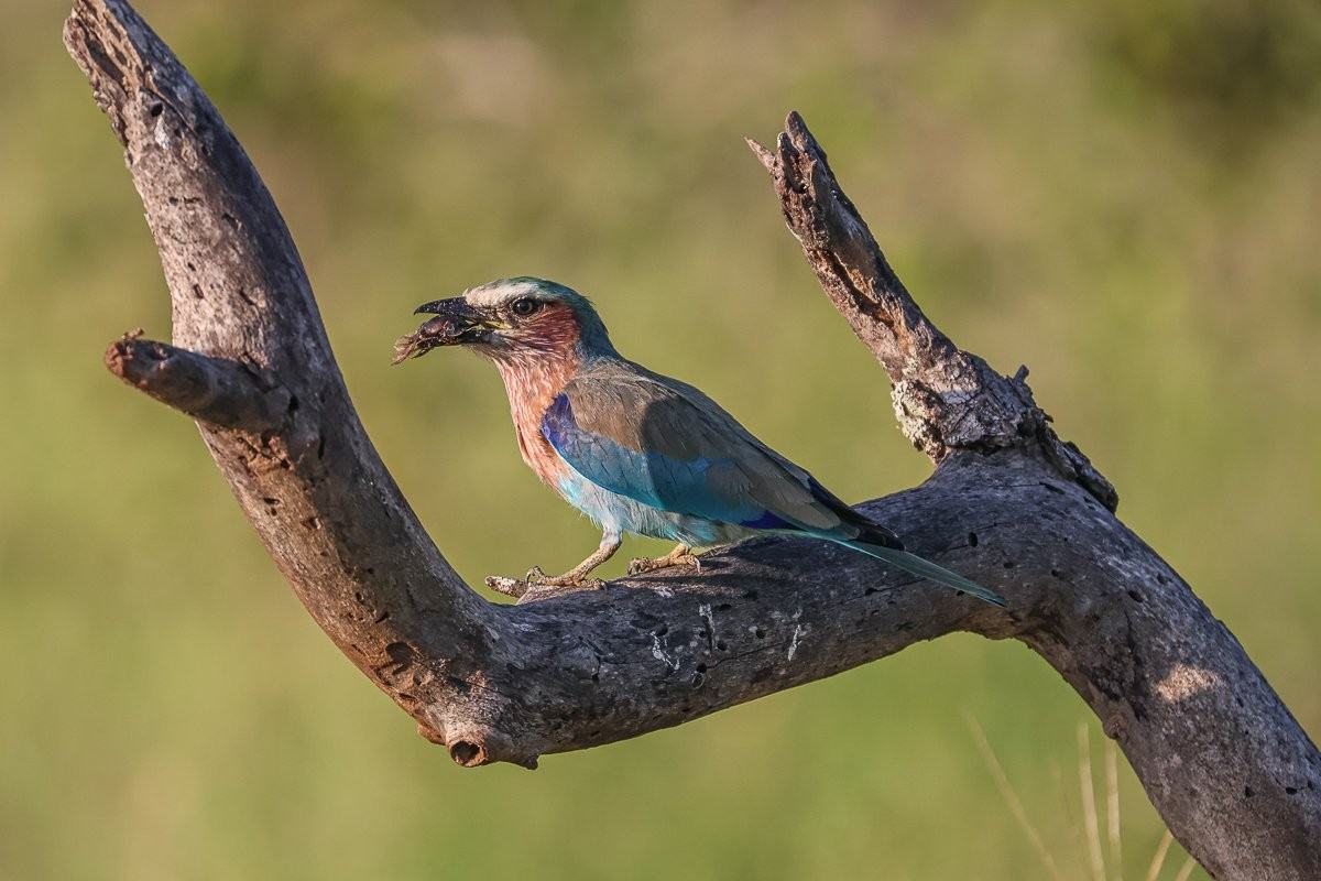 Lilac-breasted roller perches on a branch with a freshly caught beetle.