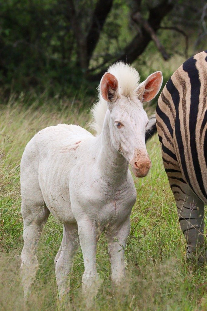 White zebra grazing alongside the rest of its zebra herd.