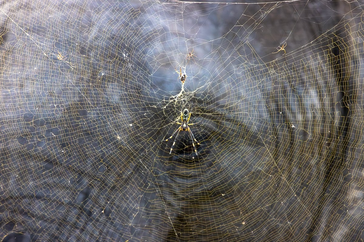 Close-up of an Golden Orb spider with its Golden threaded web
