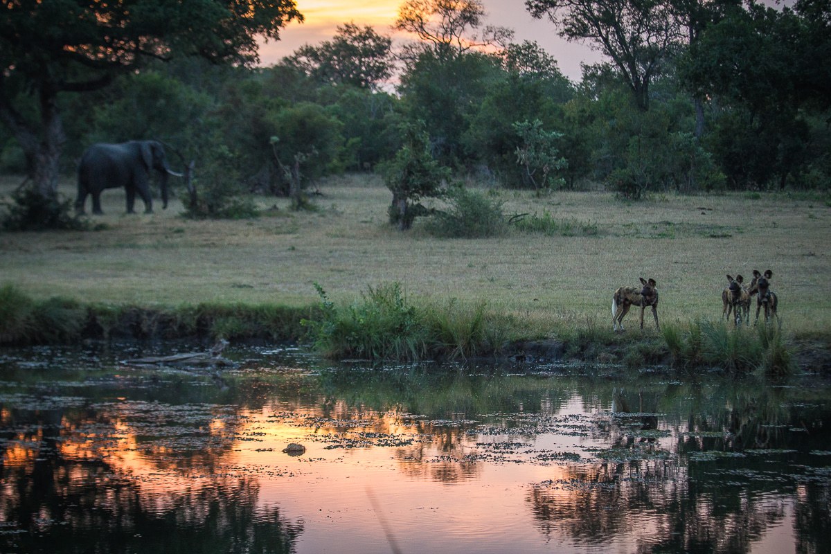 An elephant walks along as three wild dogs gather near a water source