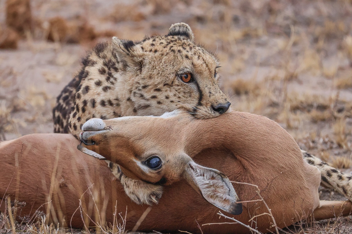 Cheetah with a firm grip on an impala's neck