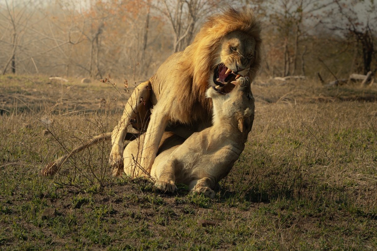 Sabi Sabi Jarrod Oflaherty Msuthlu Lioness And Nwaswishaka Male Lion During Mating