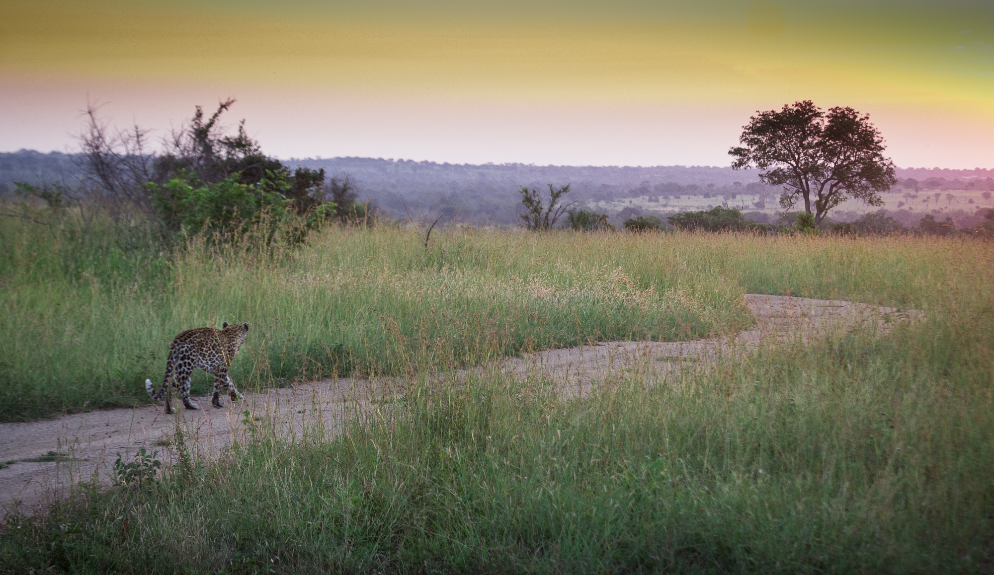 Sabi Sabi Collection What We Carry Forward Leopard On Road