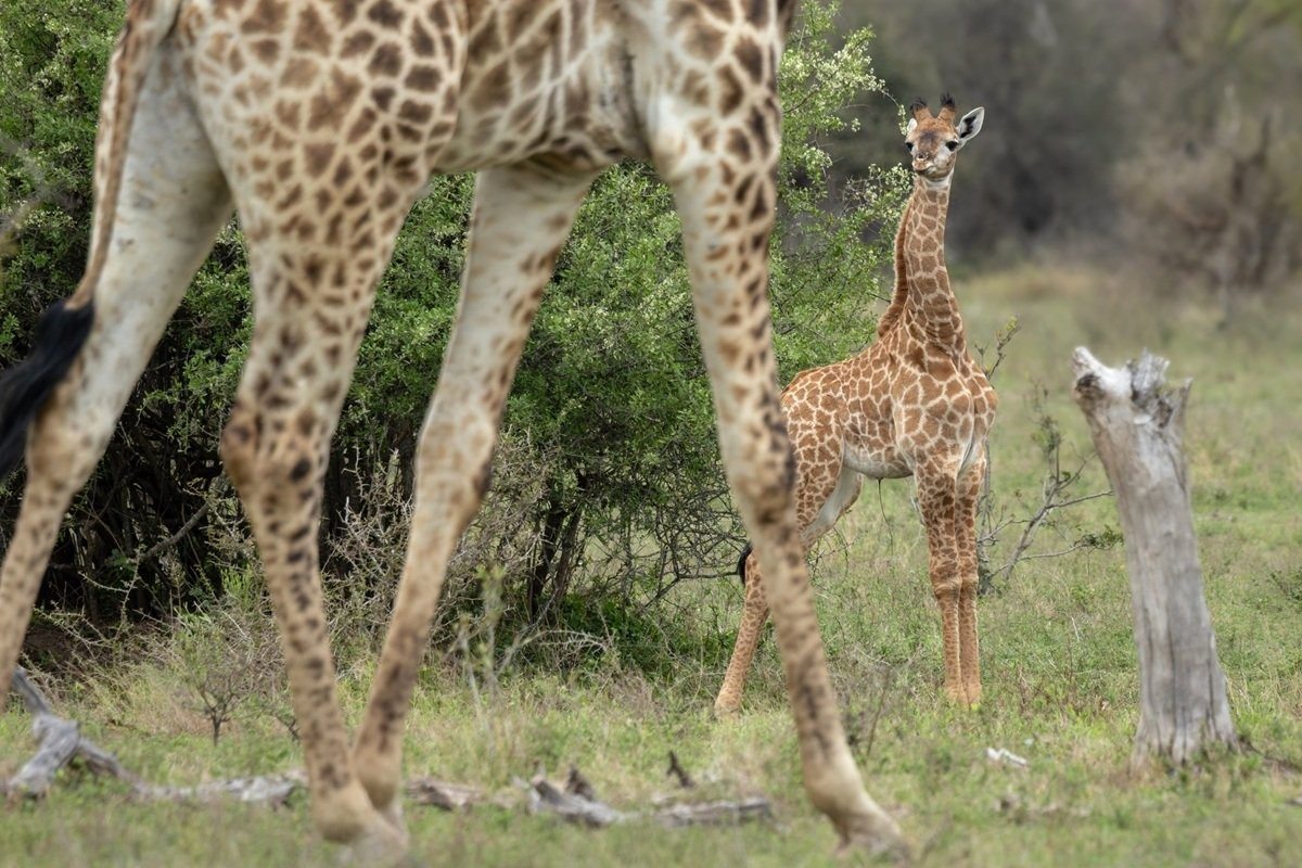 Newborn giraffe calf staying close to its mother.