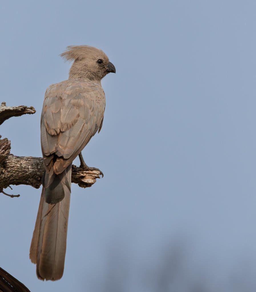 A Grey Go-Away bird perches on a tall branch. 