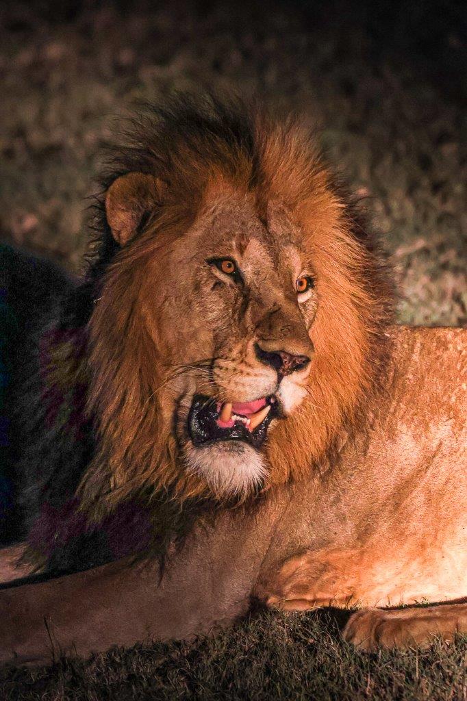 A Gijima male lion volcalises in the night to warn potential rival males. A Gijima male lion volcalises in the night to warn potential rival males.