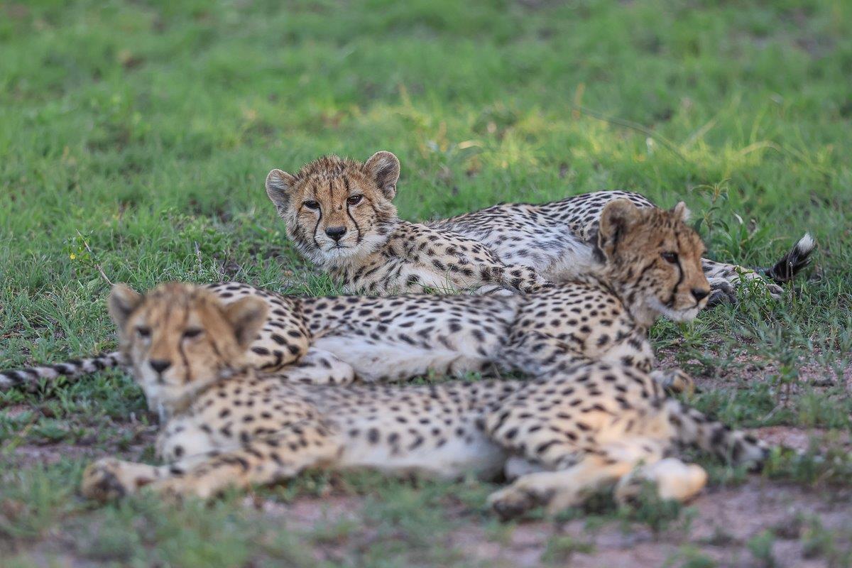 Three cheetahs in a row. Three cheetahs in a row.