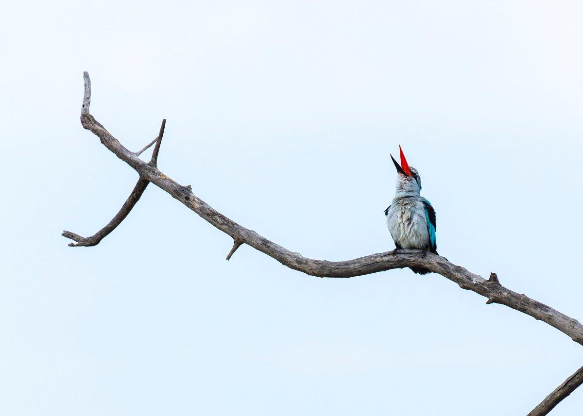 Sabi Sabi Benjamin Loon Woodland Kingfisher Sabi Sabi Benjamin Loon Woodland Kingfisher