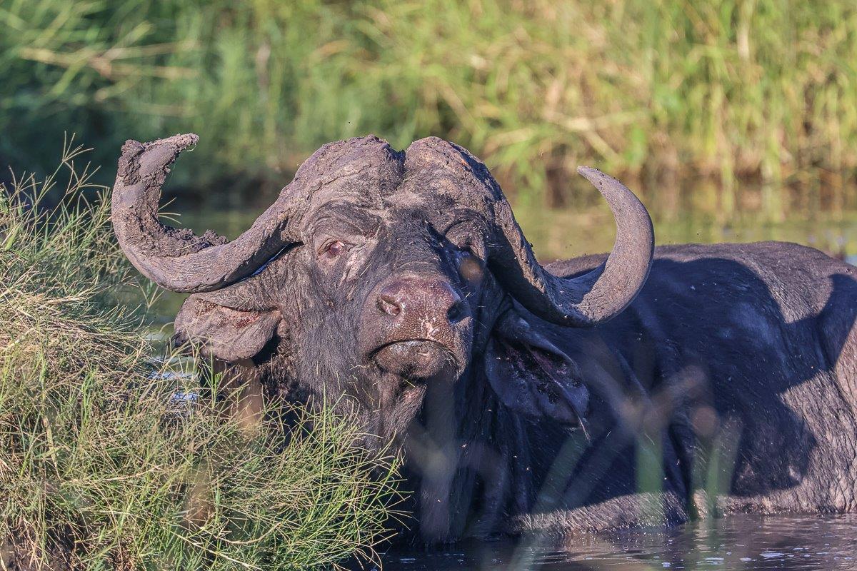 Sabi Sabi Ruan Mey Buffalo Male Sabi Sabi Ruan Mey Buffalo Male