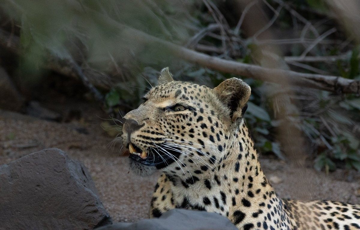Sabi Sabi Ronald Mutero Nstumi Sabi Sabi Ronald Mutero Nstumi