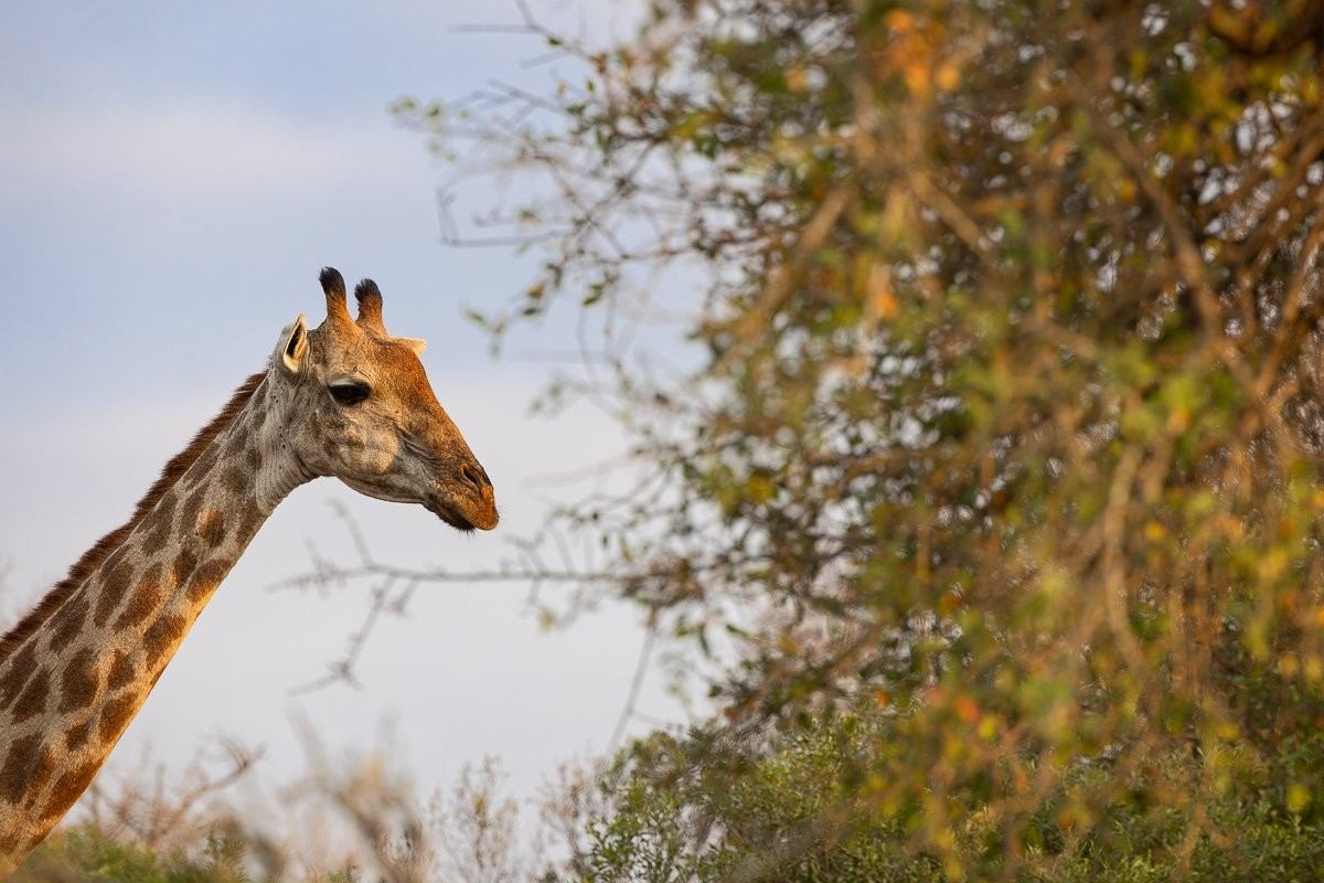Sabi Sabi Jp Van Rooyen Giraffe Sabi Sabi Jp Van Rooyen Giraffe
