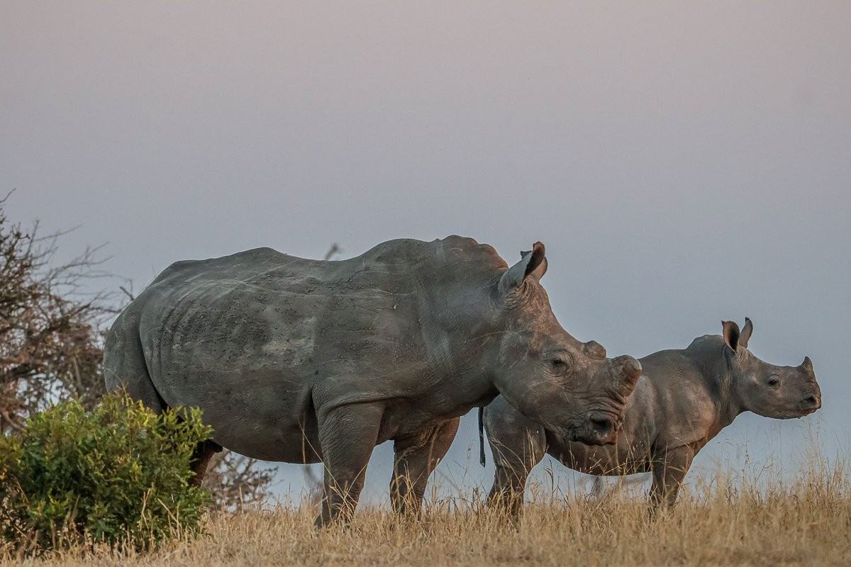 Mother and rhino calf standing on the ridge