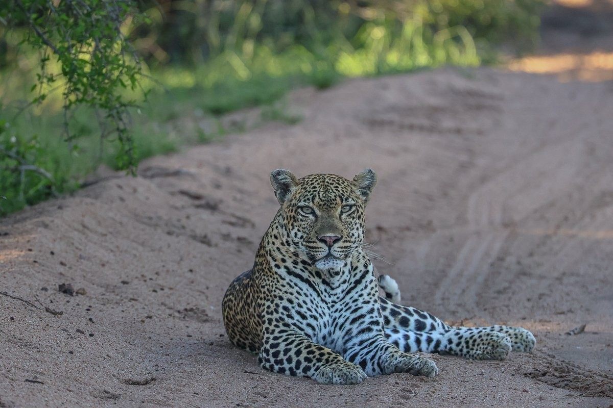 Khulwana, the male leopard, sits in the road near Sabi Sabi. 