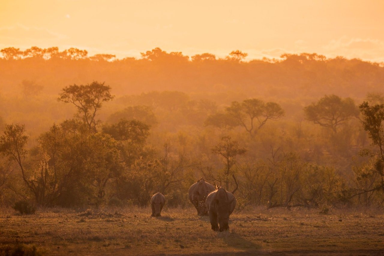 Sabi Sabi Devon Jansen Rhino Sunset