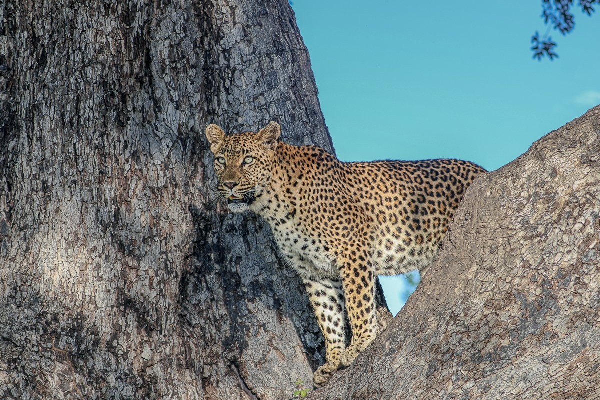 Sabi Sabi Ruan Mey Golonyi Leopard Female
