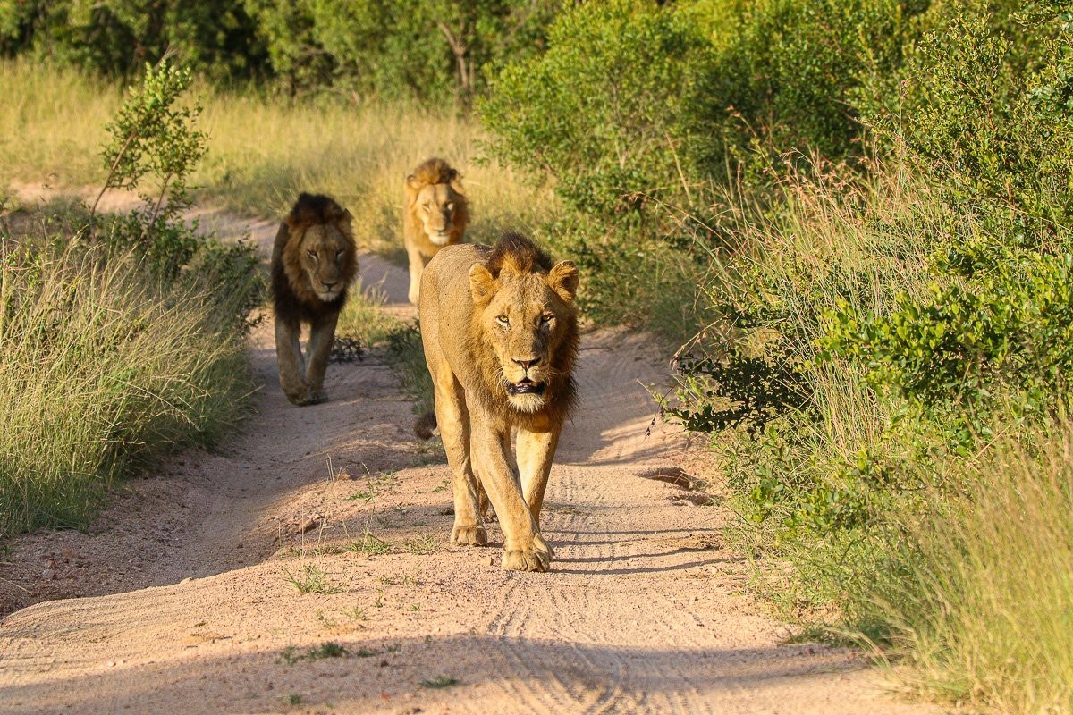 Four N’waswishaka male lions making their way through the reserve