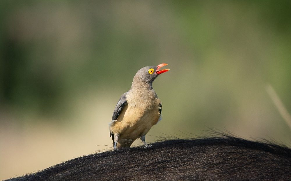 Close-up of a red-billed oxpecker and a yellow-billed oxpecker perched together.