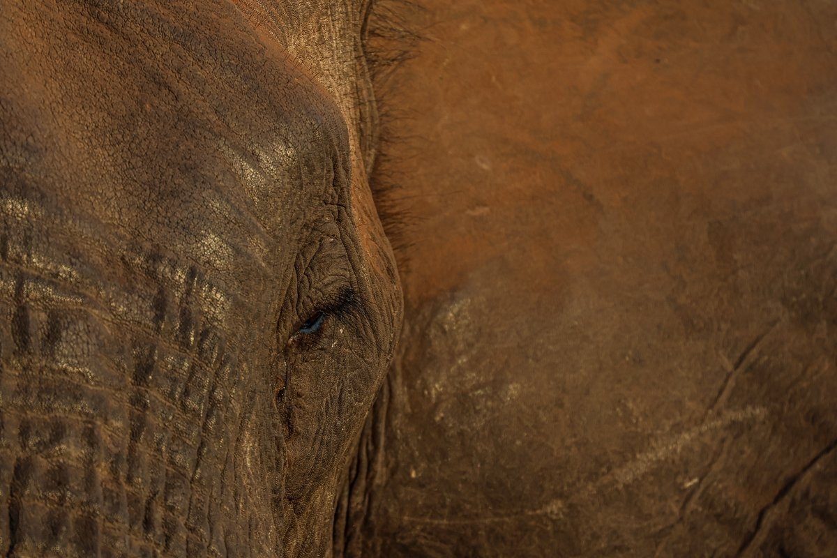 Elephant eye and ear close-up with red sand  dust
