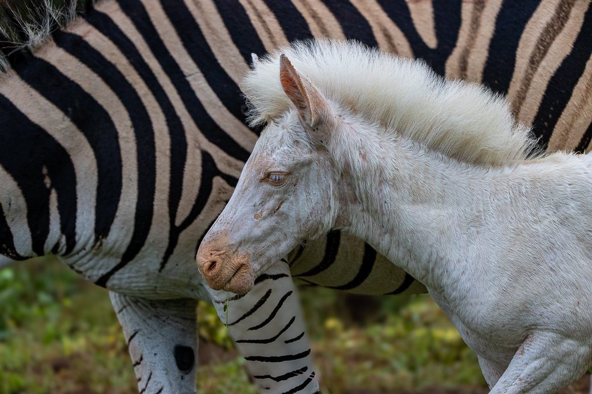 White zebra foal moving through the savanna with its protective herd.