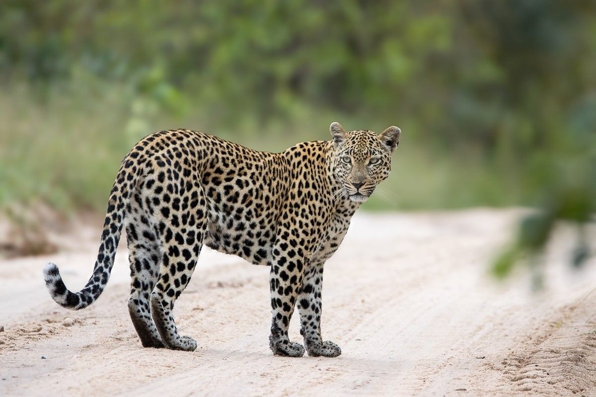 Tengile walking in road.