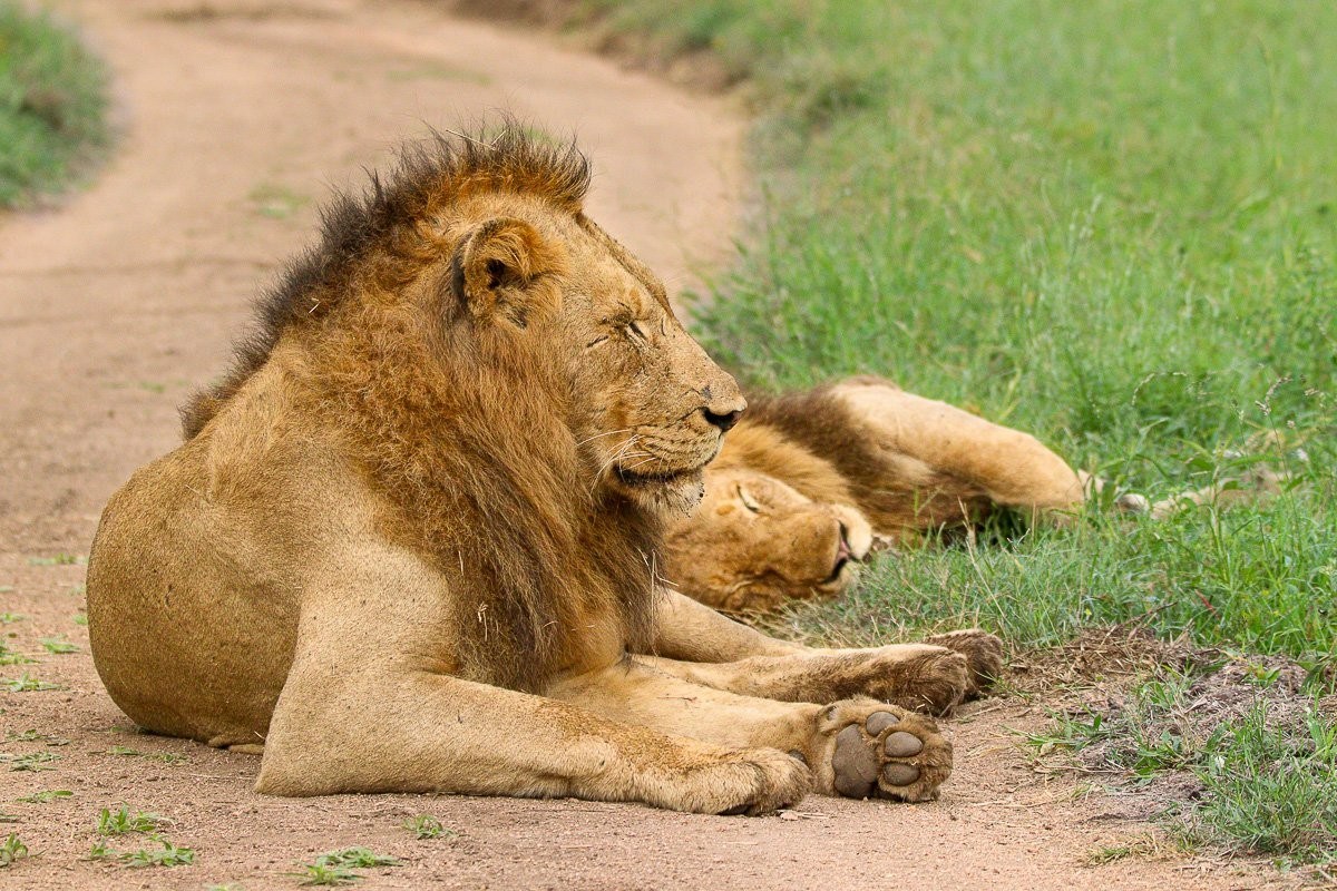 Sabi Sabi Jana Du Plessis Nwaswishaka Male Lions Roaring