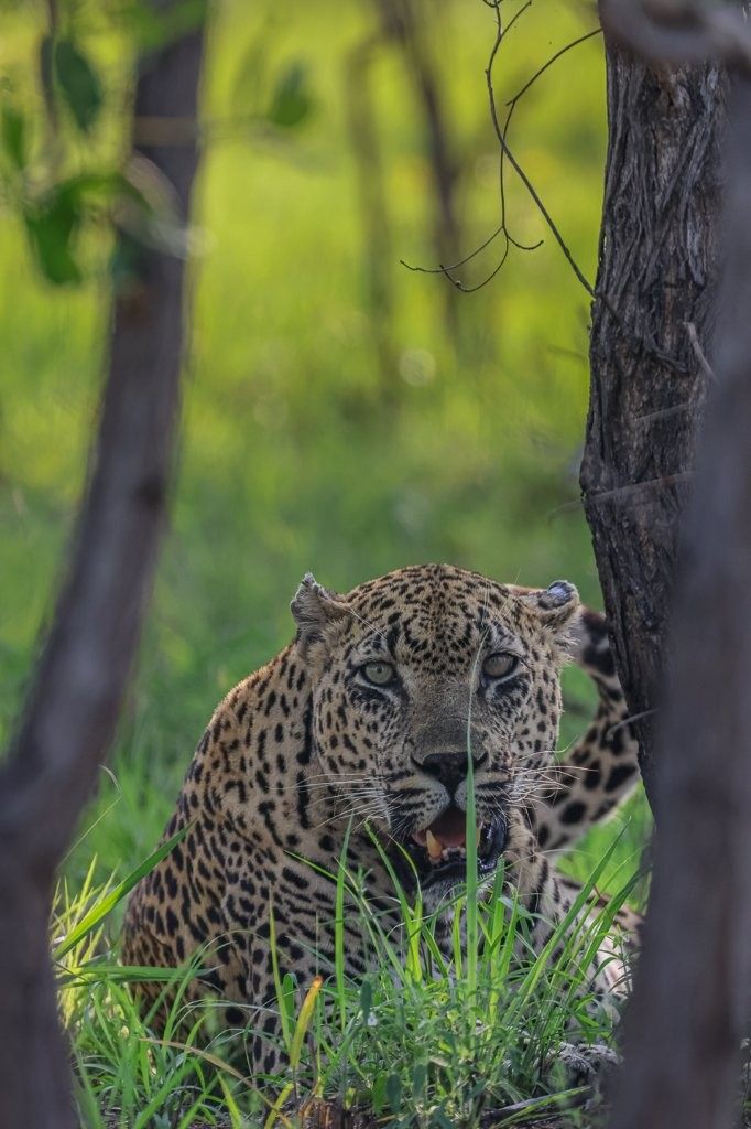 Dominant male leopard resting after territorial patrol.