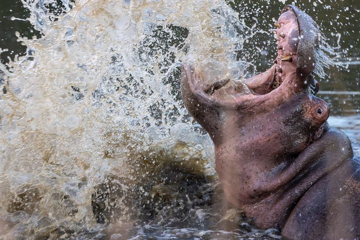 Playful hippo calf splashing through the water beside family members.