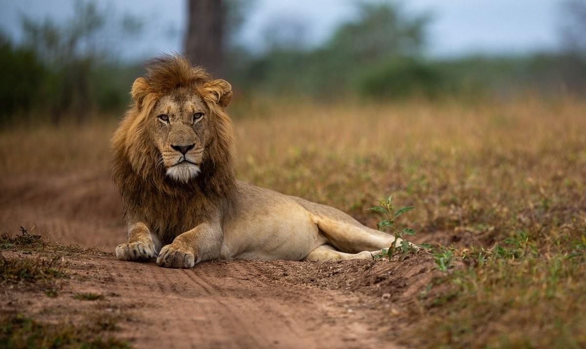 Portrait of a dominant N'waswishaka male lion.