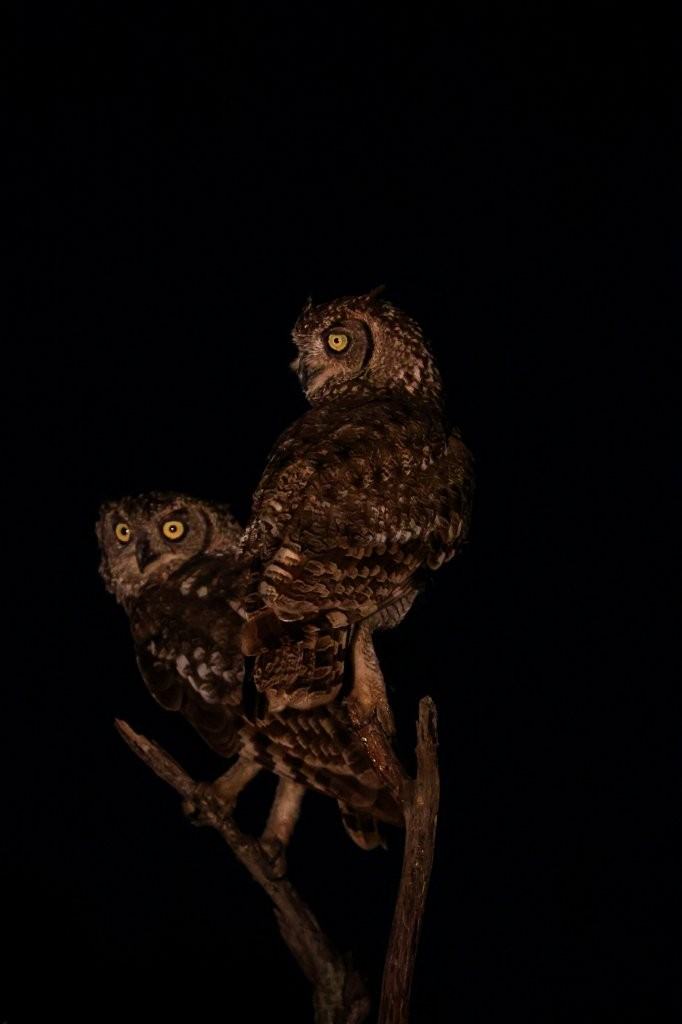 A pair of Spotted Eagle-Owls perched together on a roadside branch at Sabi Sabi Game Reserve.
