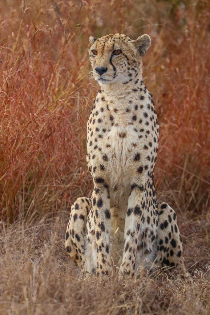 Alert female cheetah standing in open grassland while searching for potential prey.