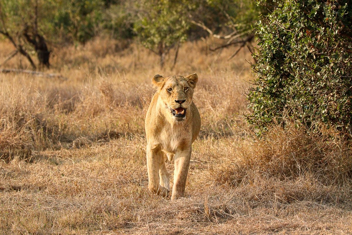 Southern Pride lioness resting in the morning sun