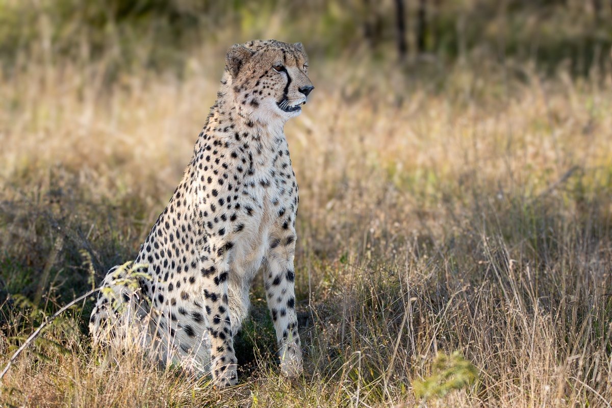 Young cheetah practising hunting skills through playful behaviour