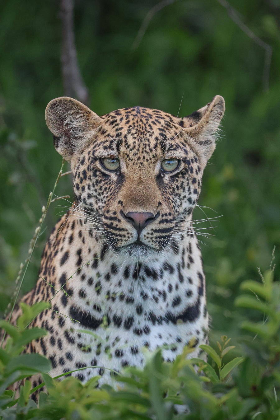 Young Golonyi leopard cub in the African bush