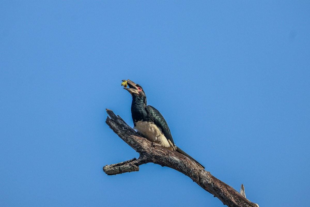 Trumpeter hornbill perched in a dead tree above a Large-leaved Rock Fig.