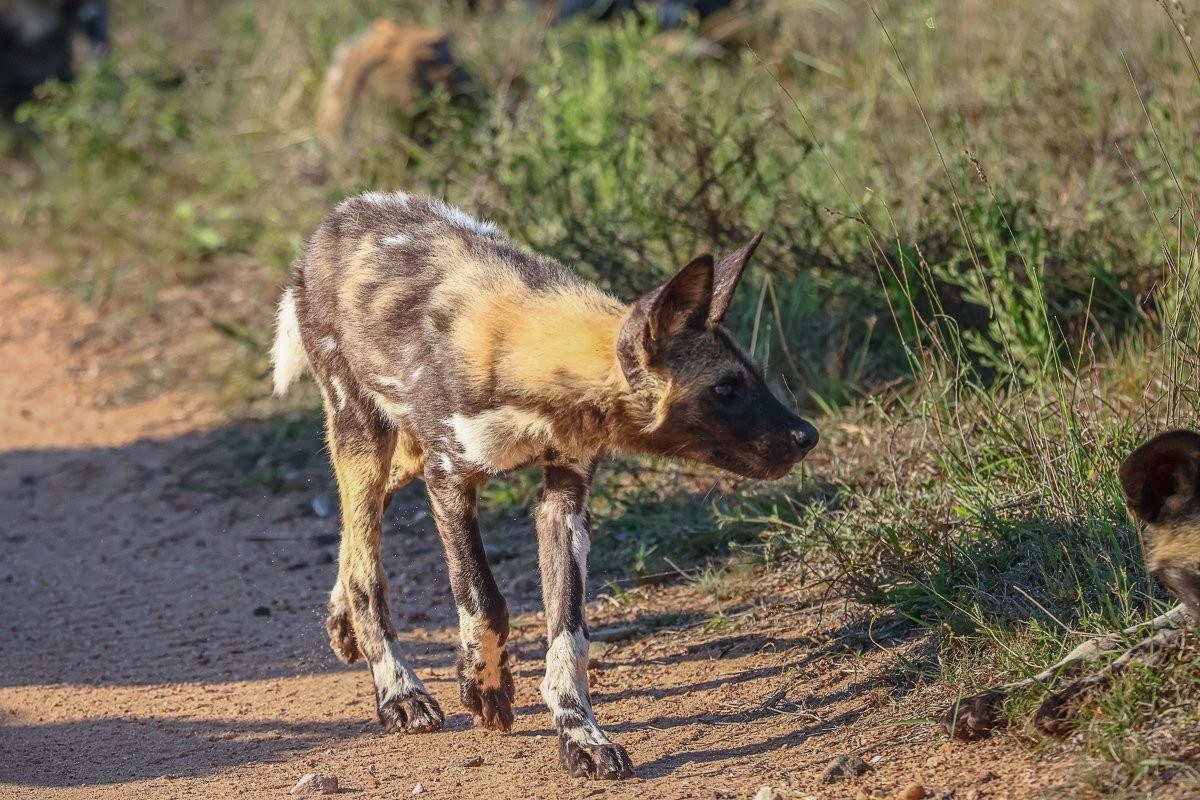 African wild dog pups interacting with one another as they travel with the pack