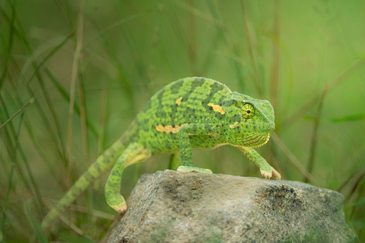 A vibrantly green flap-necked Chameleon stands on a rock awaiting a chance to cross the road