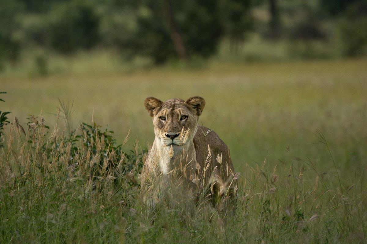 One of the Talamati lionesses seen in the tall grass. One of the Talamati lionesses seen in the tall grass.
